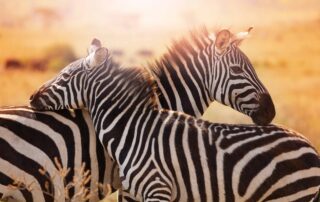 zebras-not horses