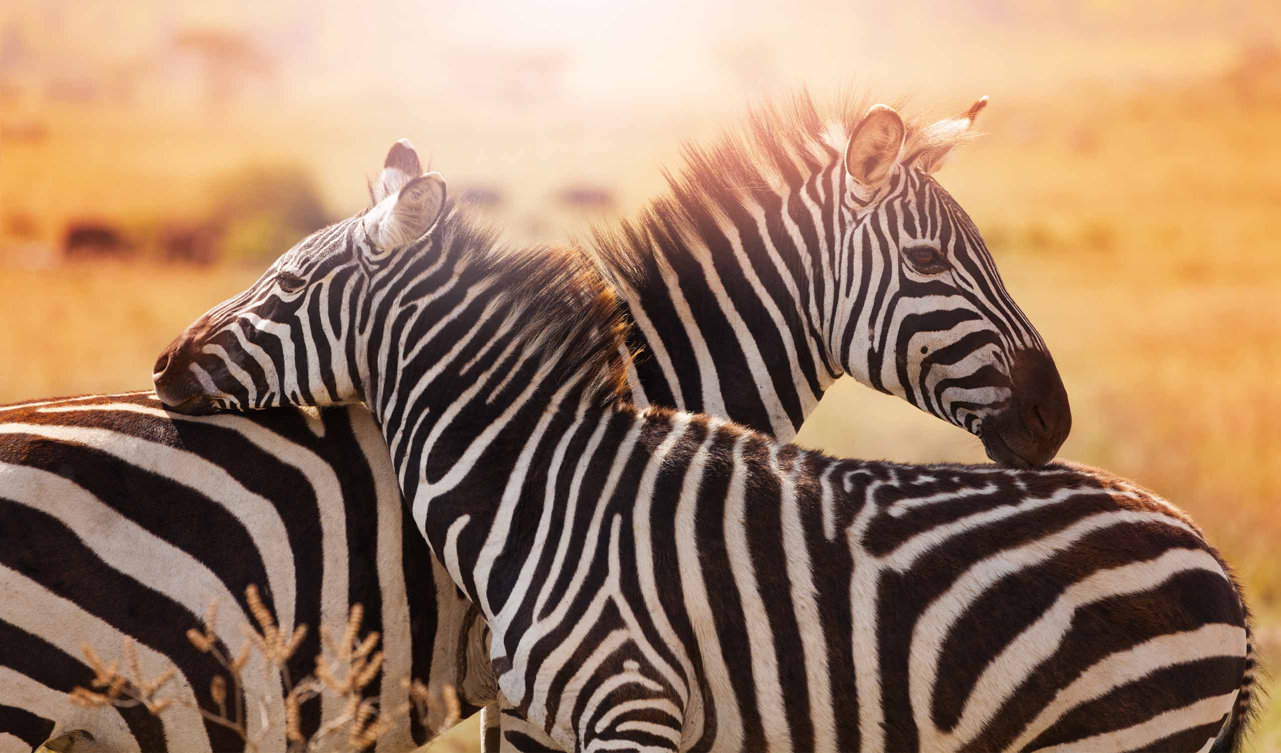 zebras-not horses